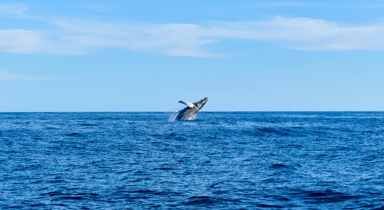A humpback whale breaching offshore during whale season in Los Cabos