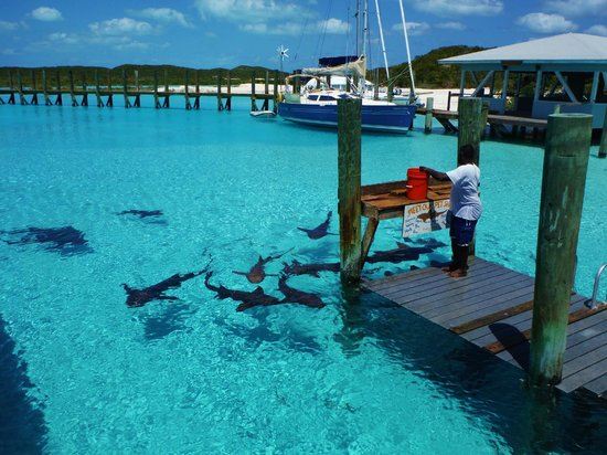Nurse sharks gathered in the clear water beneath a dock in the Exumas, Bahamas