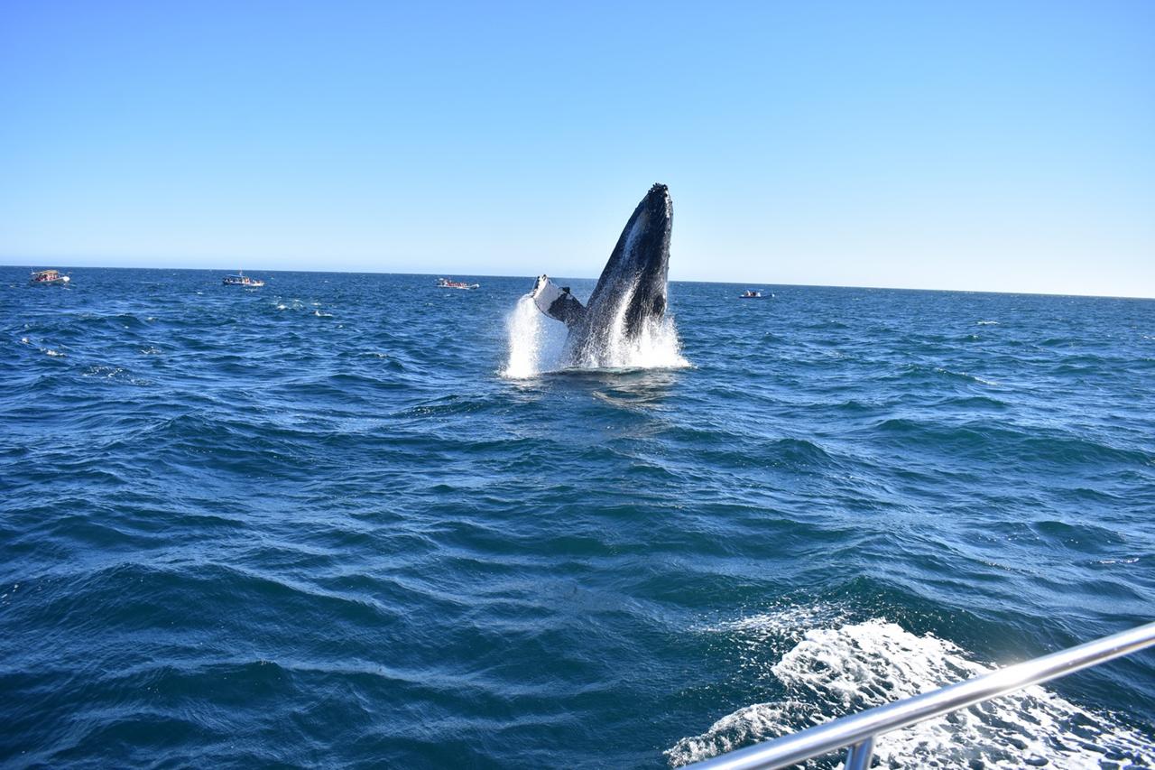 A humpback whale lifting out of the water beside a charter boat off Cabo San Lucas